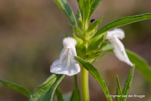 Common leucas