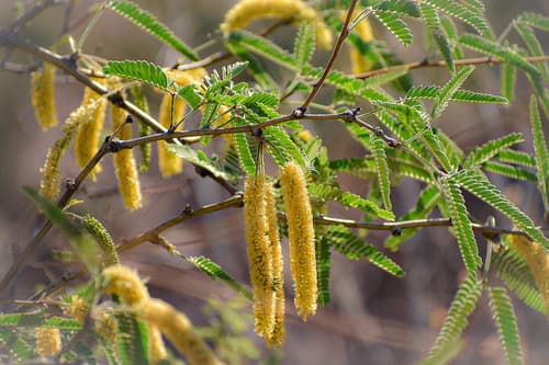Velvet Mesquite