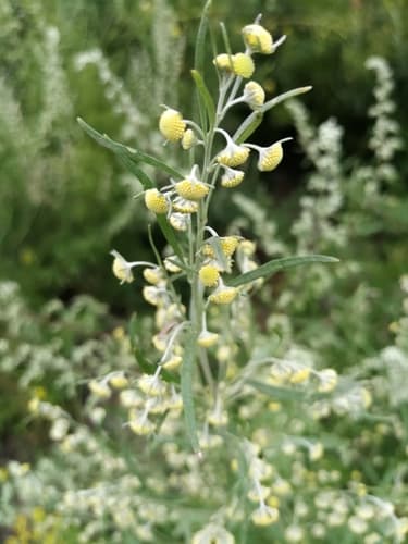 Sievers Wormwood