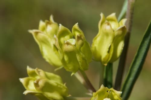 Savannah Milkweed