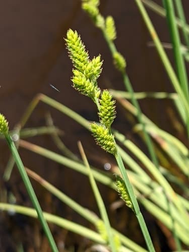 Hoary Sedge Bonsai