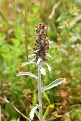 Featherweed