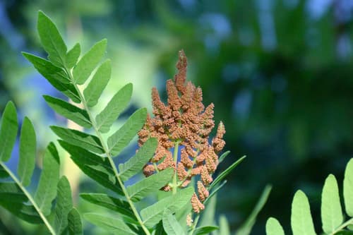 European Royal Fern