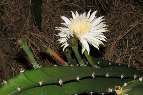 Triangle cactus