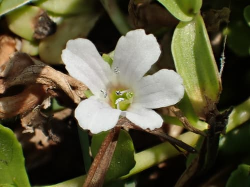 Herb-of-Grace