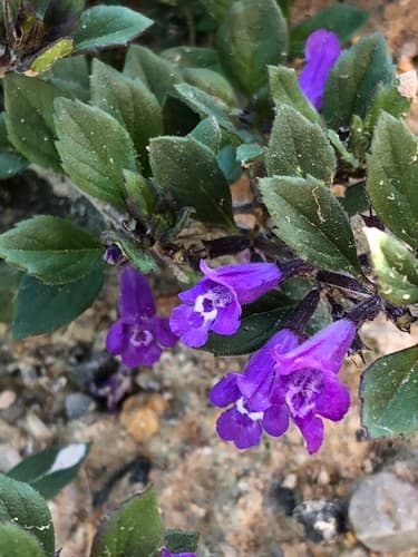 Rock Thyme