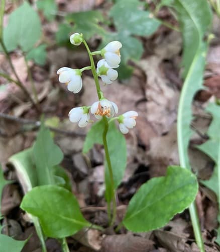 Shinleaf Plant