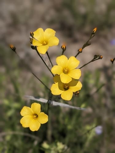 Rock Flax