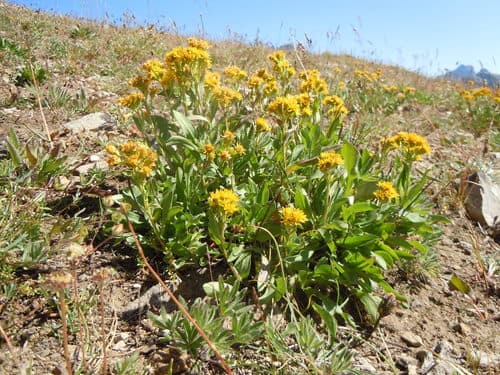 Northern Goldenrod Specimen