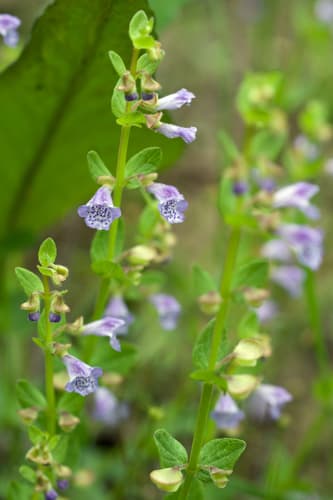small skullcap