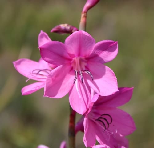 Bugle-lily