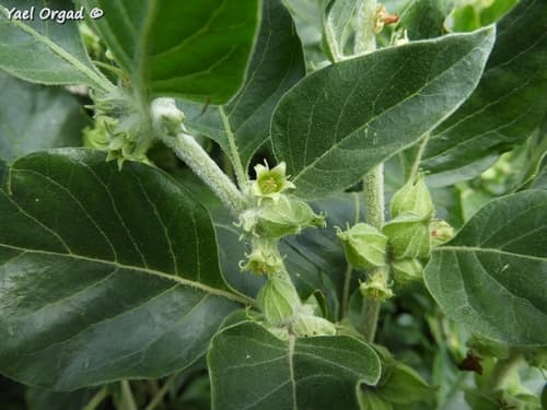 Ashwagandha