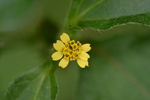 Nodeweed