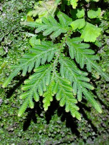 Delicate spikemoss