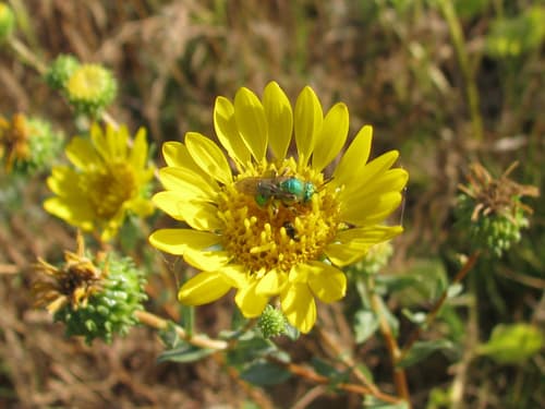 Great Valley Gumweed