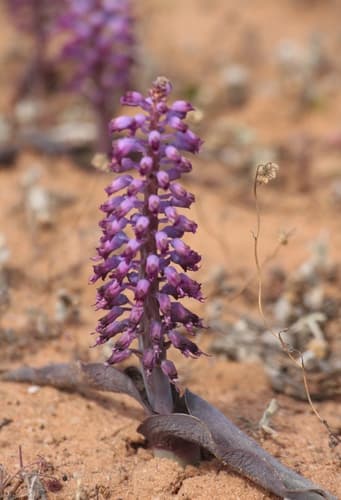 Pale Viooltjie