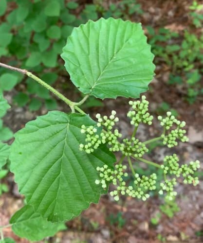 Southern Arrowwood
