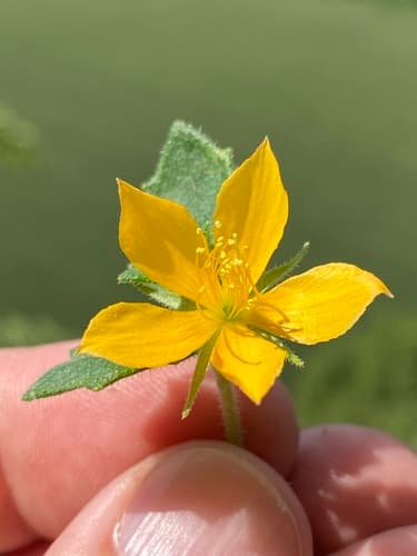 Stick-Leaf