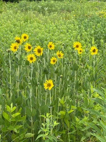 Ashy Sunflower