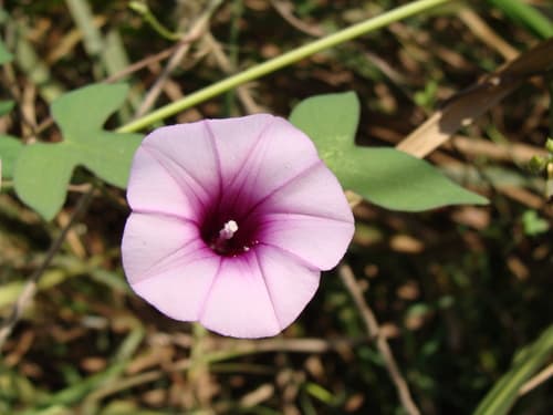 Threefork Morning Glory