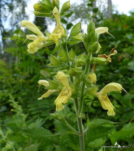 Sticky Sage