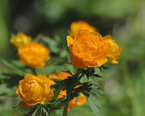 Asian Globeflower