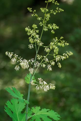 Plume Poppy