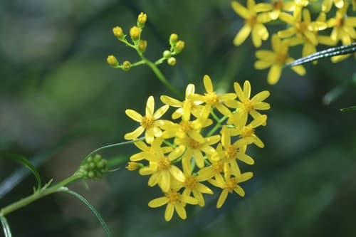 Fireweed Groundsel
