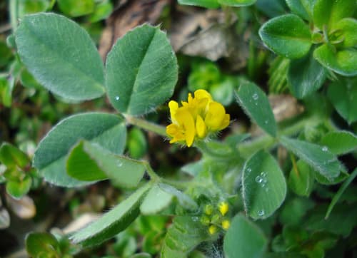 little bur-clover