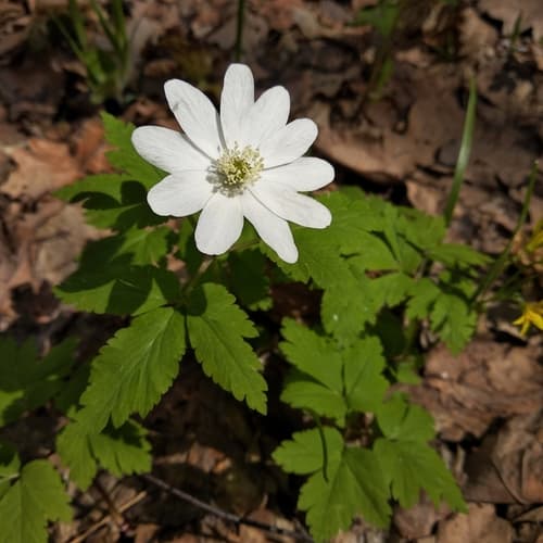 Altaic anemone