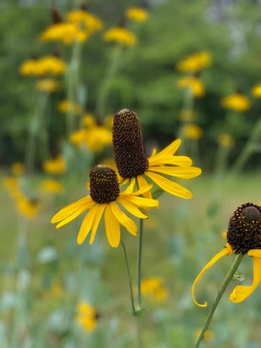 Great Coneflower