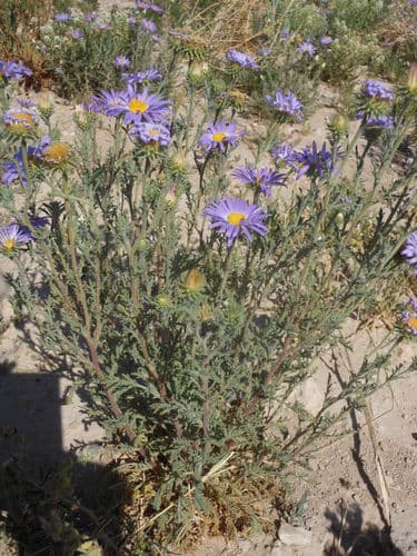 Tahoka Daisy