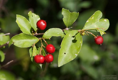 Wild Crapemyrtle