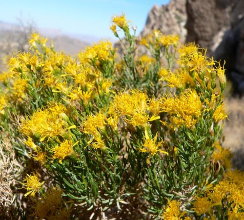 Turpentine Bush