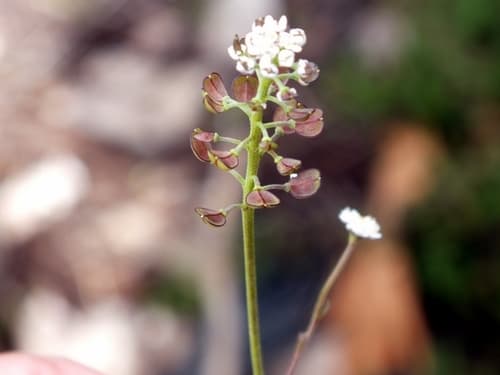 Shepherd's Cress