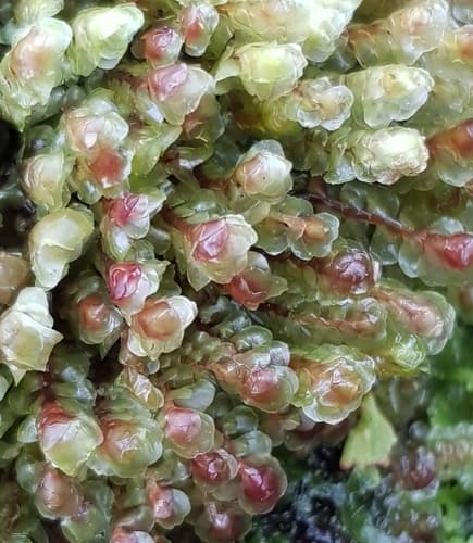 Water Earwort