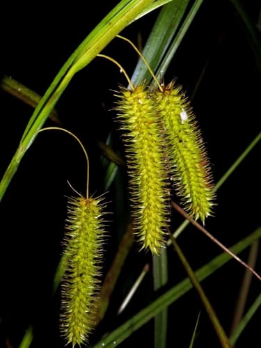Cyperus Sedge Bonsai
