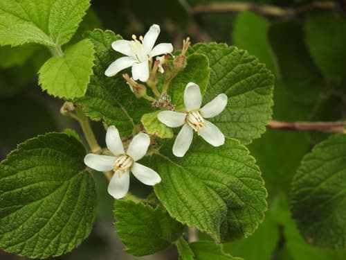 fivepetal cliffbush