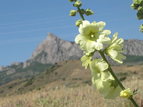 Russian Hollyhock