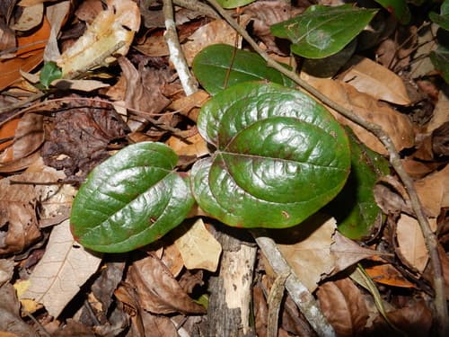 Sarsaparilla Vine