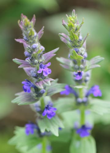 Blue Bugle