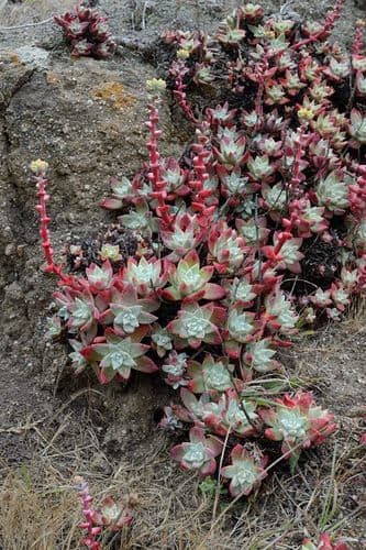 Bluff Lettuce