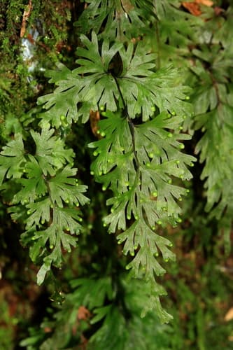Shiny Filmy-fern