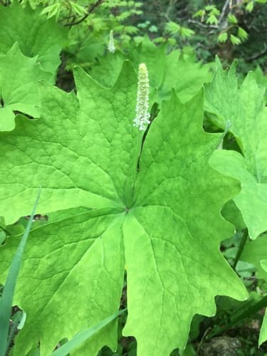 Vanilla Leaf