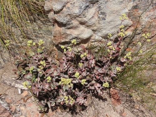 purple crassula