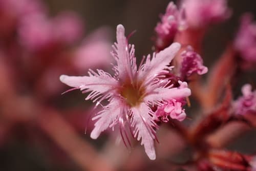 Fringed Spineflower
