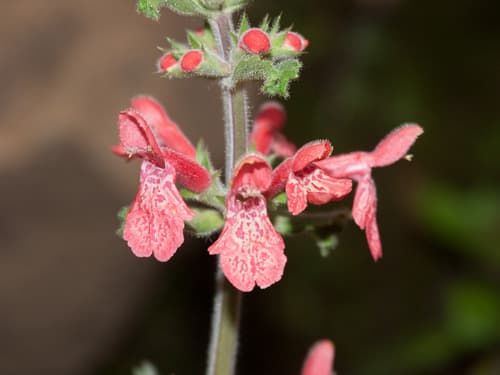 Scarlet Hedgenettle