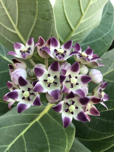 Giant Milkweed Flowers