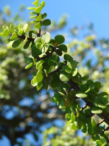 Elephant bush