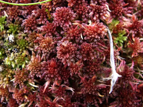 Red Peatmoss